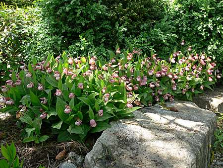 Венерины башмачки-орхидеи для сада в фото 4