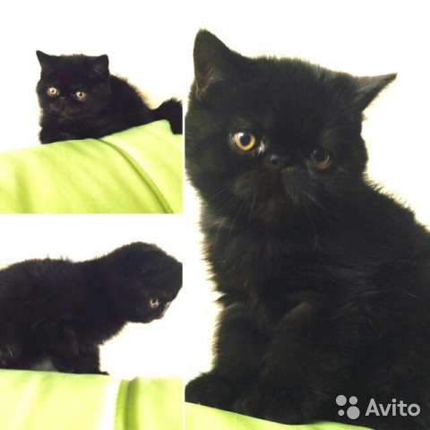 плюшки-экзотки в Москве фото 3