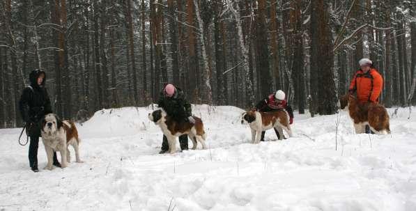 Дрессировка собак, корректировка поведения. в Новосибирске фото 8