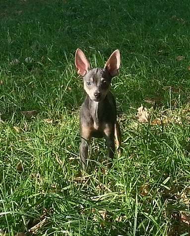 Русский той терьер - мальчик редкого окраса