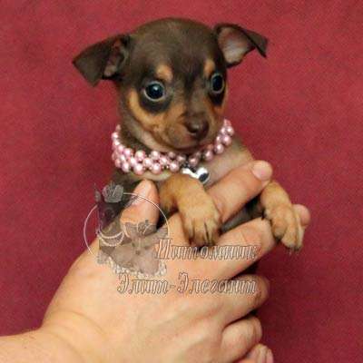 Щенки чихуахуа. Прекрасный выбор мини щенков в Москве фото 7