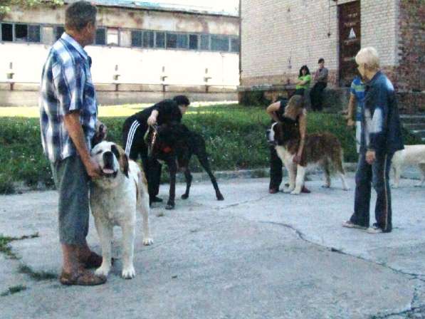 Дрессировка собак, корректировка поведения. в Новосибирске фото 14