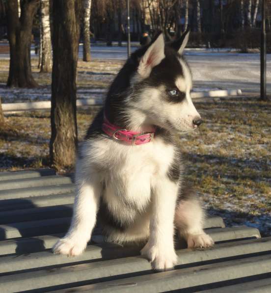 Щенок хаски - девочка в Москве фото 5