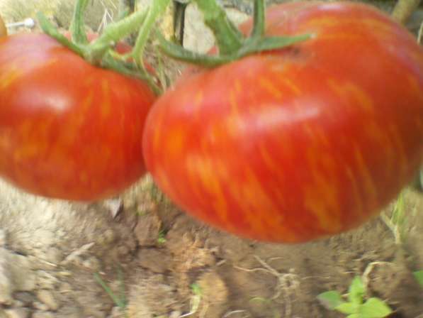 Семена высокоурожайных сортов томатов собственного сбора в фото 4