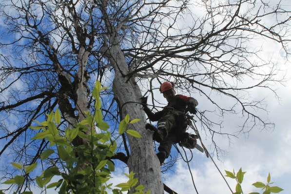 Спилить, удалить дерево в Лыткарино,Верхнее Мячково,Сосновый в Лыткарино фото 4