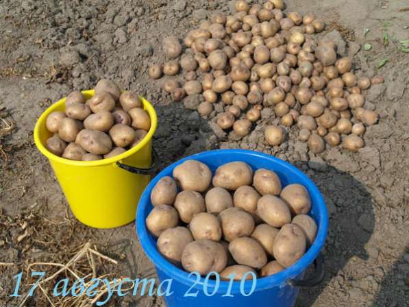 Продам деревенский картофель в Волоколамске фото 5