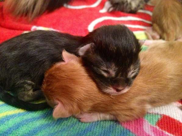 Мейн куны Мальчики и девочки с документами в Краснодаре фото 20