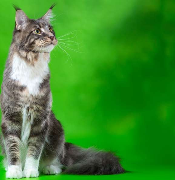 Мейн куны Мальчики и девочки с документами в Краснодаре фото 21