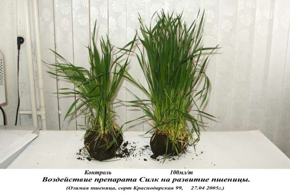 регулятор роста растений СИЛК в Красноярске фото 6