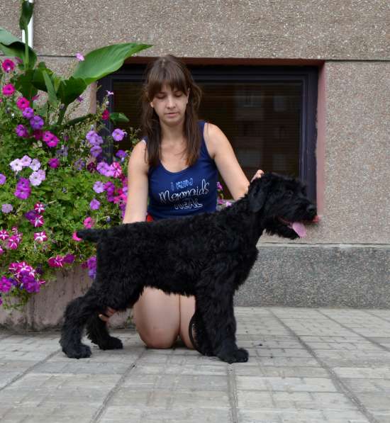 высокопородный щенок русского черного терьера в Оренбурге