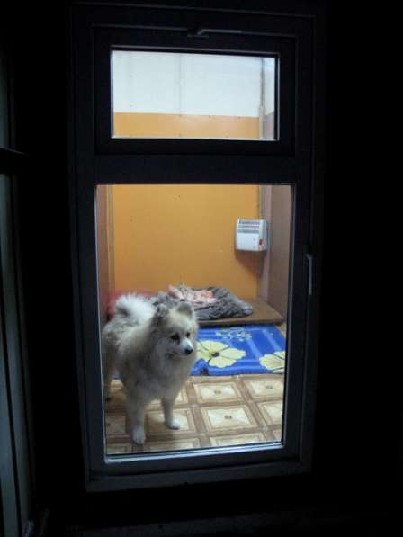 Гостиница для собак Собачья Дача в Екатеринбурге фото 3