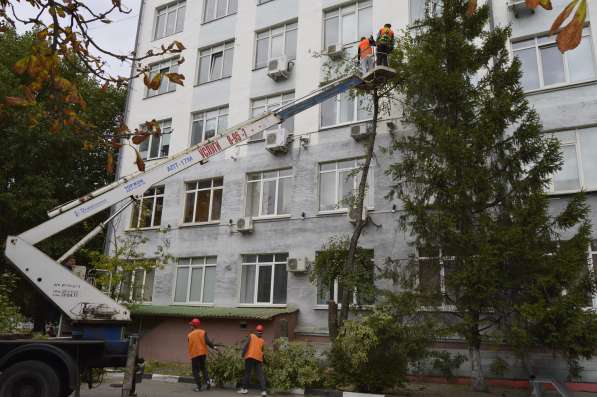 Спилить дерево любой сложности в Белгороде в Белгороде