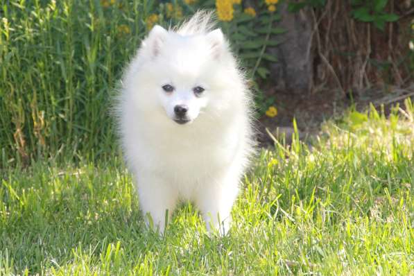 ЯПОНСКИЙ ШПИЦ в Перми фото 6