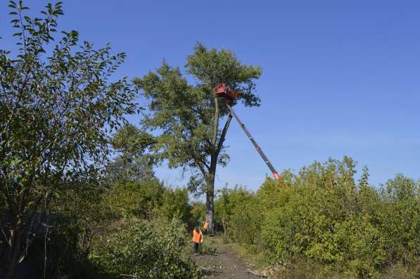 Спил деревьев, удаление деревьев в Белгороде фото 3