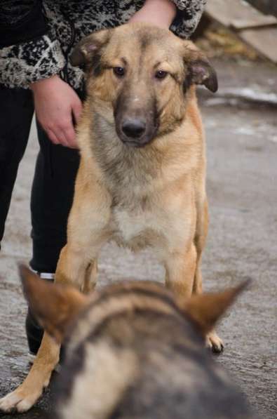 Собаки ищутдом в Екатеринбурге фото 3
