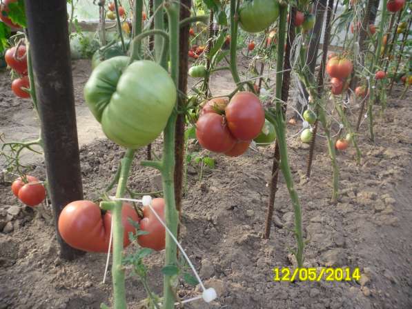 Семена высокоурожайных сортов томатов собственного сбора в фото 6