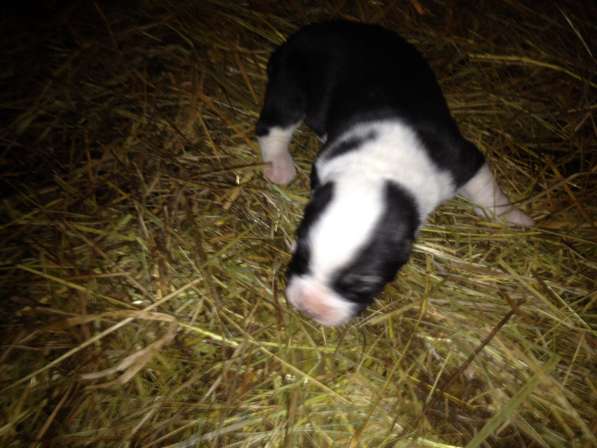 Щенки САО в Москве