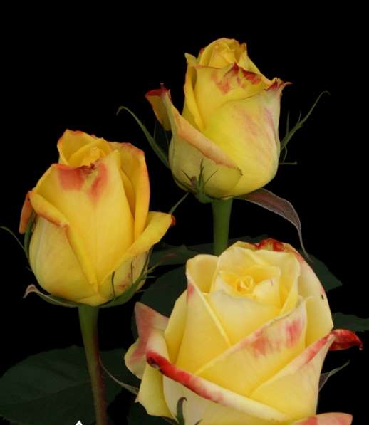 Розы цветы оптом,свежесрезанные розы из Эквадора в Санкт-Петербурге
