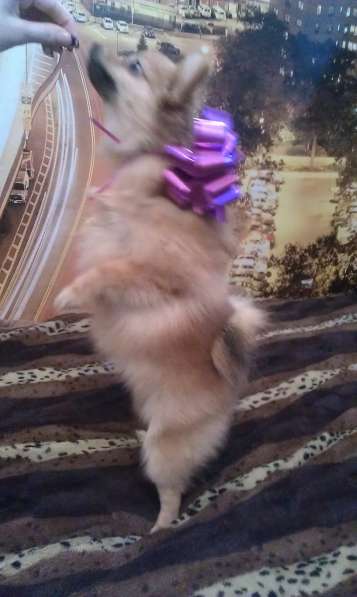 Щенки шпица в Новосибирске