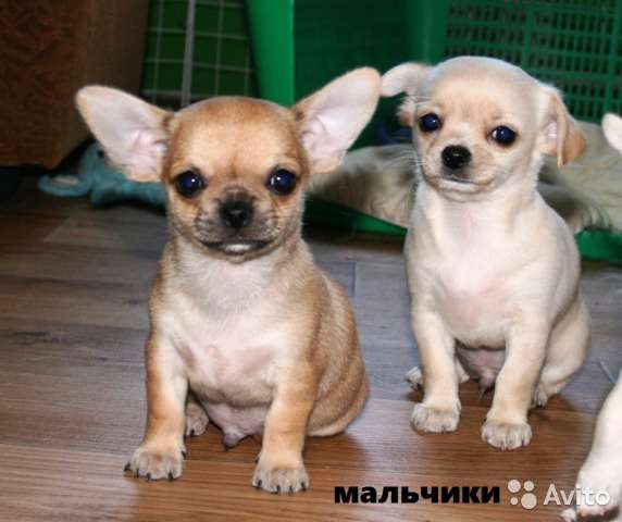 Щенки чихуахуа в Кемерове фото 5