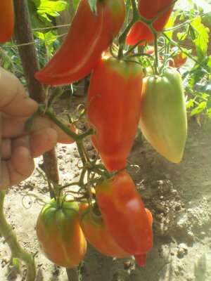 Семена высокоурожайных сортов томатов собственного сбора в фото 7