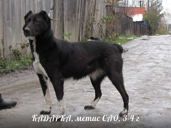 Собаки-гиганты, охранники для дома или предприятия в Екатеринбурге фото 9