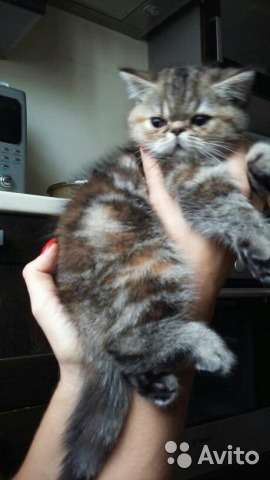 плюшки-экзотки в Москве фото 4