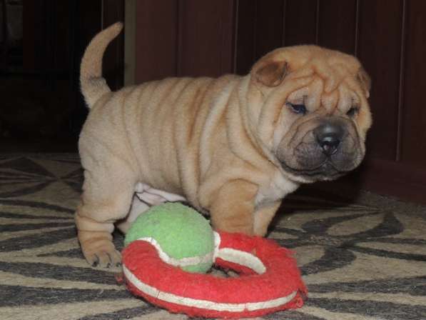 Шикарные щенки шарпея в Москве фото 5