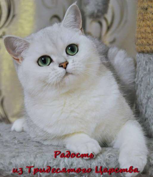 Котята британской серебристой шиншиллы в Новосибирске фото 3