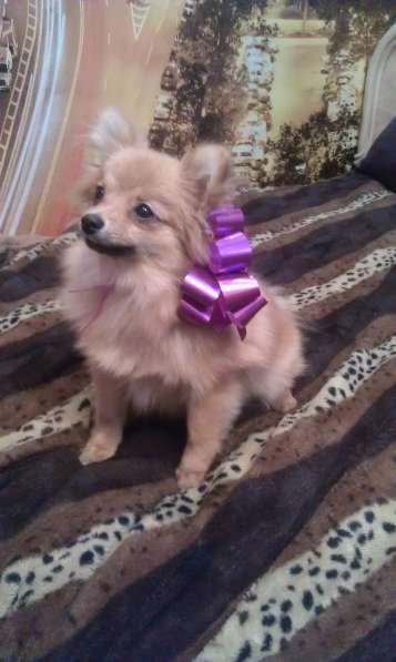 Щенки шпица