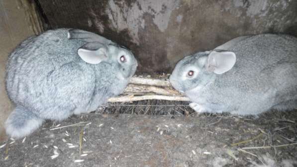 Кролики мясных пород в Омске фото 5