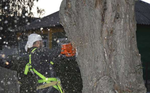 Удаление деревьев любой сложности в Горшечном в Курске