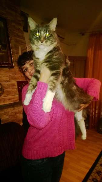 Мейн куны Мальчики и девочки с документами в Краснодаре фото 16