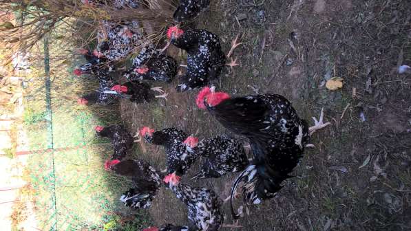 цыплята фавероль австролорп черно пестрый в фото 3