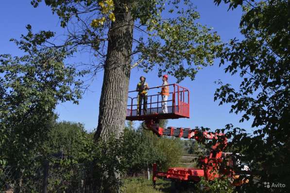 Удаление опасно стоящих деревьев в Белгороде