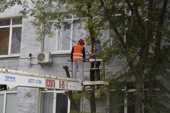Спилить дерево любой сложности в Белгороде в Белгороде фото 3