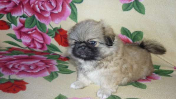 Щенки пекинеса в Новосибирске фото 6