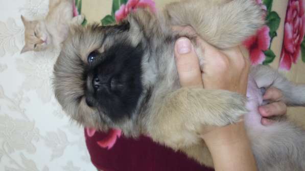 Щенки пекинеса в Новосибирске фото 7