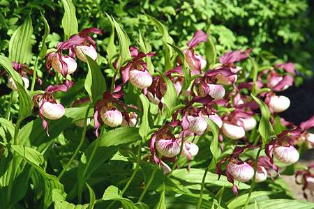 Венерины башмачки-орхидеи для сада в 