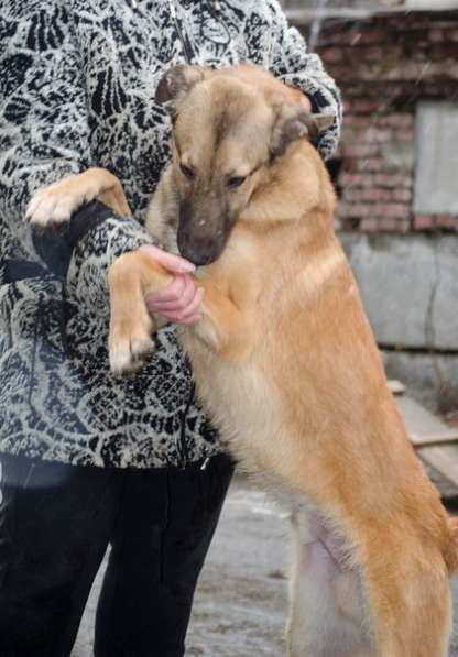 Собаки ищутдом в Екатеринбурге фото 4