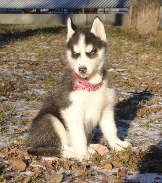 Щенок хаски - девочка в Москве фото 6