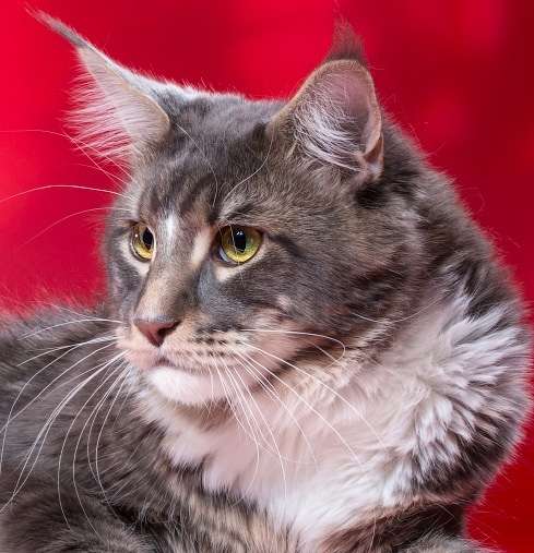 Мейн куны Мальчики и девочки с документами в Краснодаре фото 25