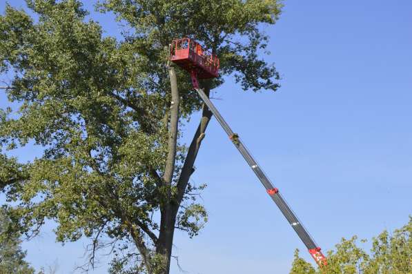 Снос спил сложных аварийных деревьев в Белгороде