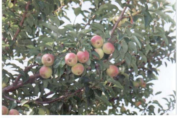 Саженцы морозостойких сортов яблони и груши. в Смоленске фото 6