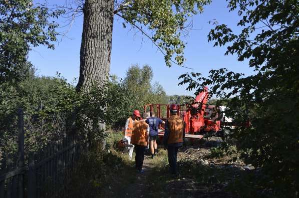 Спил, валка деревьев любой сложности в Белгороде фото 8