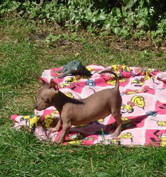 щенок ксоло в Новосибирске фото 3