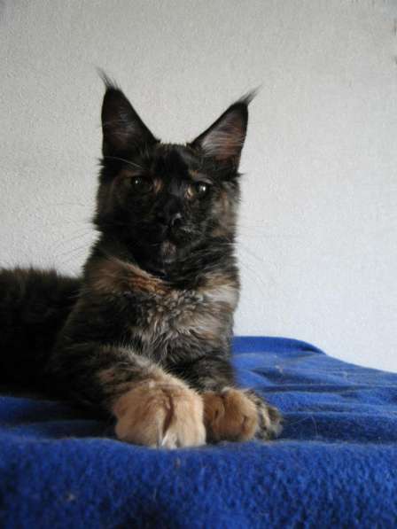 Продам котят породы мейн-кун в Новосибирске фото 5