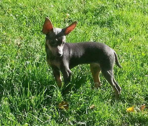 Русский той терьер - мальчик редкого окраса в Москве фото 6