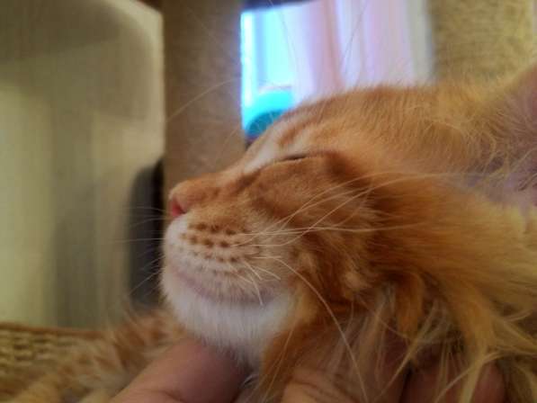 Мейн куны Мальчики и девочки с документами в Краснодаре фото 28