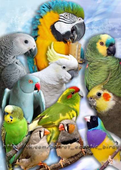 Приют для попугаев- в семье